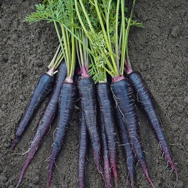 Carrot Seeds - West Coast Seeds